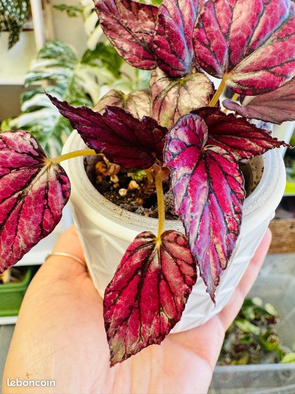 Plante d’intérieur : Begonia rex Hugh McLaughlin (image 2)