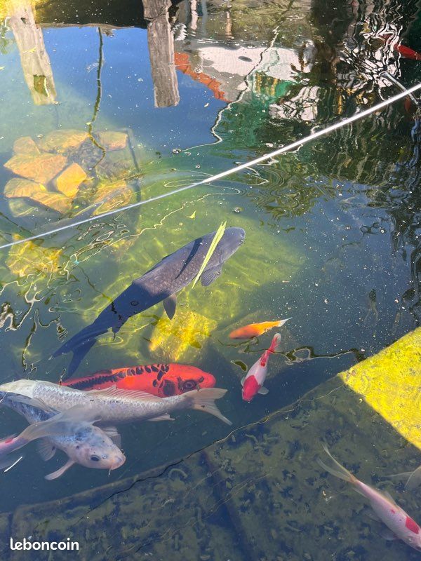 Vente matériel bassin plus carpe koï (image 1)