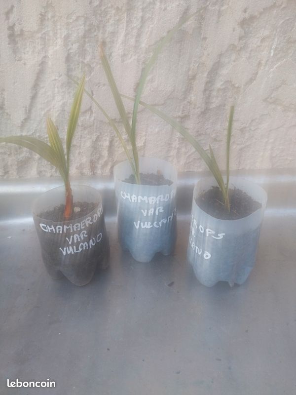 Lot de 3 Chamaerops var Vulcano (image 1)