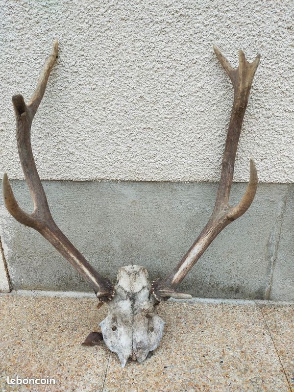 Bois de cerfs (image 1)