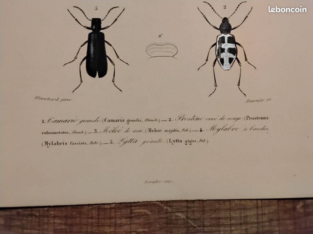 Histoire naturelle des coléoptères de France Stock Photo