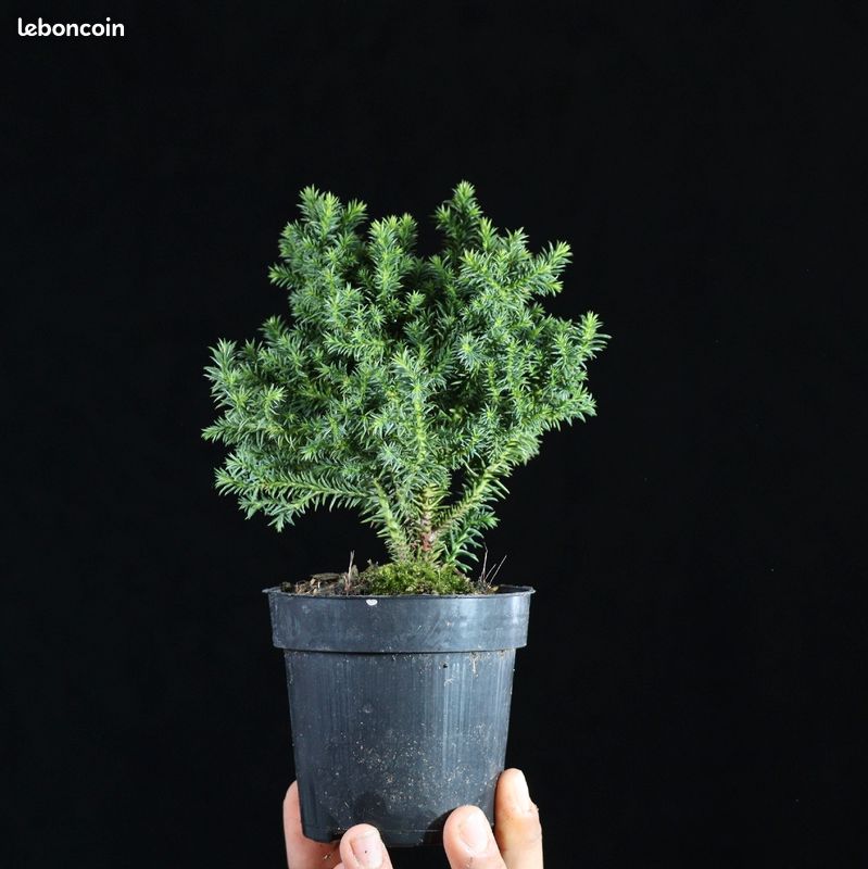 Cryptomeria japonica Compressa 5 (image 3)