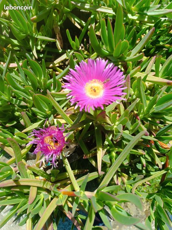 Griffe de sorcière (image 2)