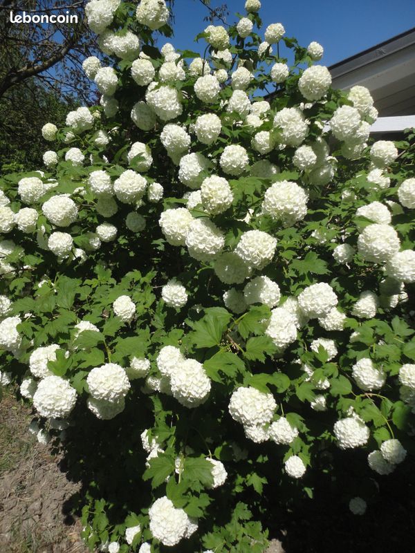 Plants de viorne (boule de neige) (image 1)