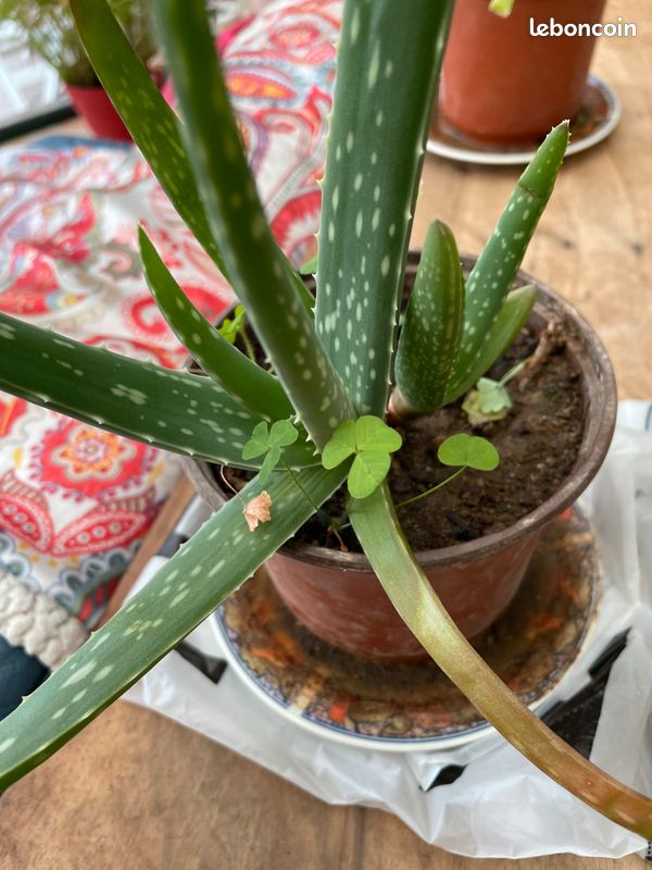 Bouture Aloe Vera - Jardin & Plantes