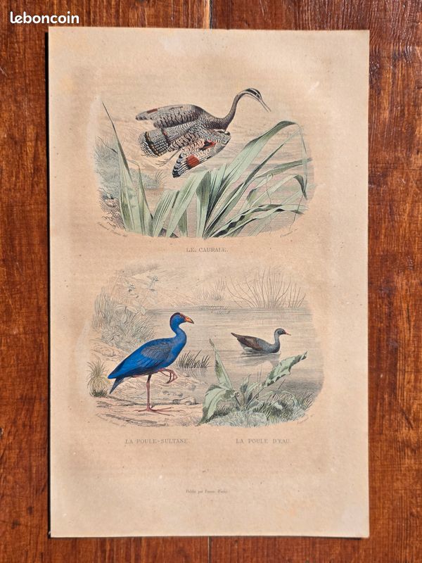 Gravure colorisée à la main de Buffon (+150 ans) – Poule sultane et caurale (image 1)