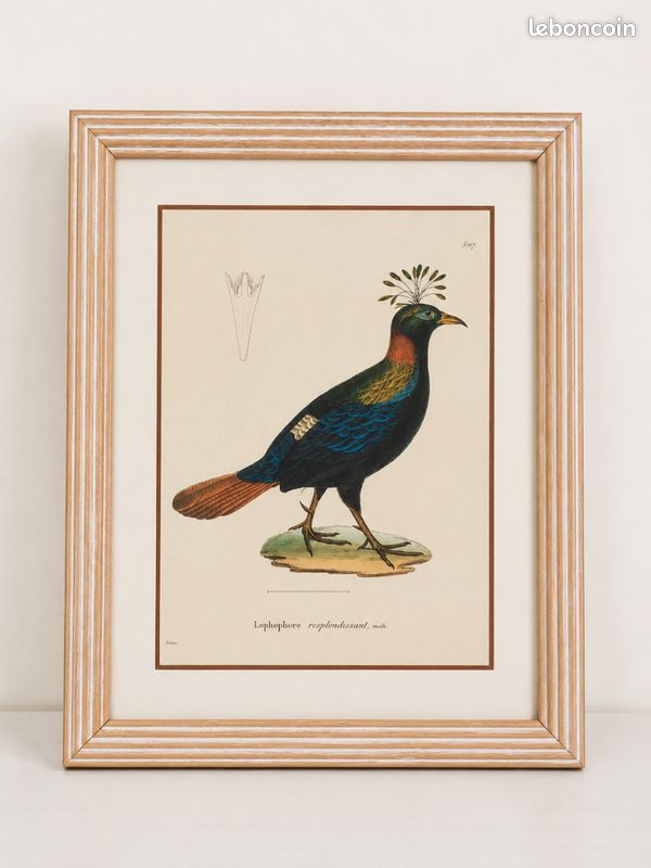 Lot Cadre vintage style gravure ancienne d’oiseau (image 3)