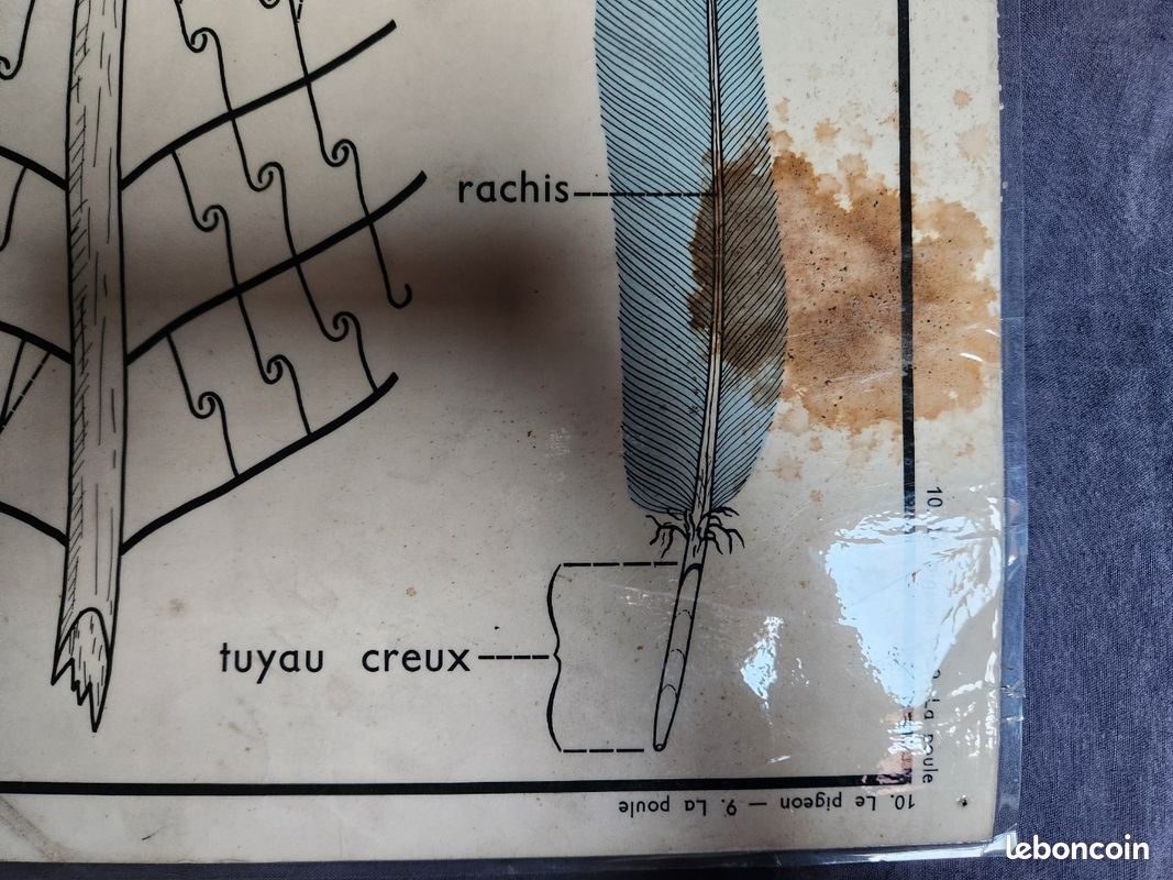 Carte zoologique originale vintage dure école d'écureuil et d'écureuil
