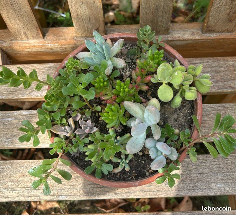 Composition succulentes résistant canicule (image 1)