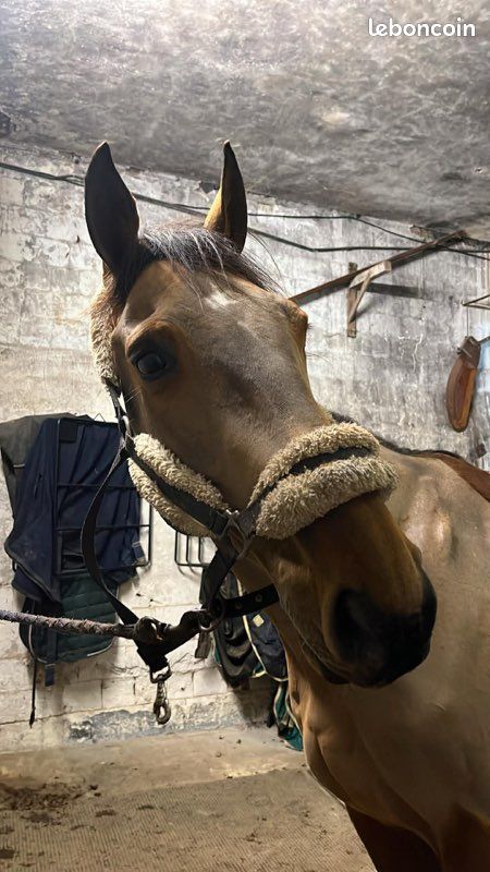 Tondeuse pour chevaux PowerCut 230V