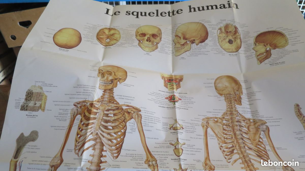 Affiche le squelette humain - Collection