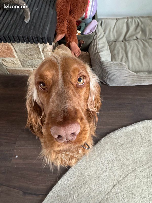 🐾 Présentation de Veni – Futur reproducteur Cocker Spaniel LOF 🐾 (image 3)