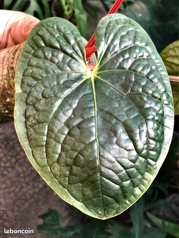 Anthurium Luxurians Dark Form - Jardin & Plantes