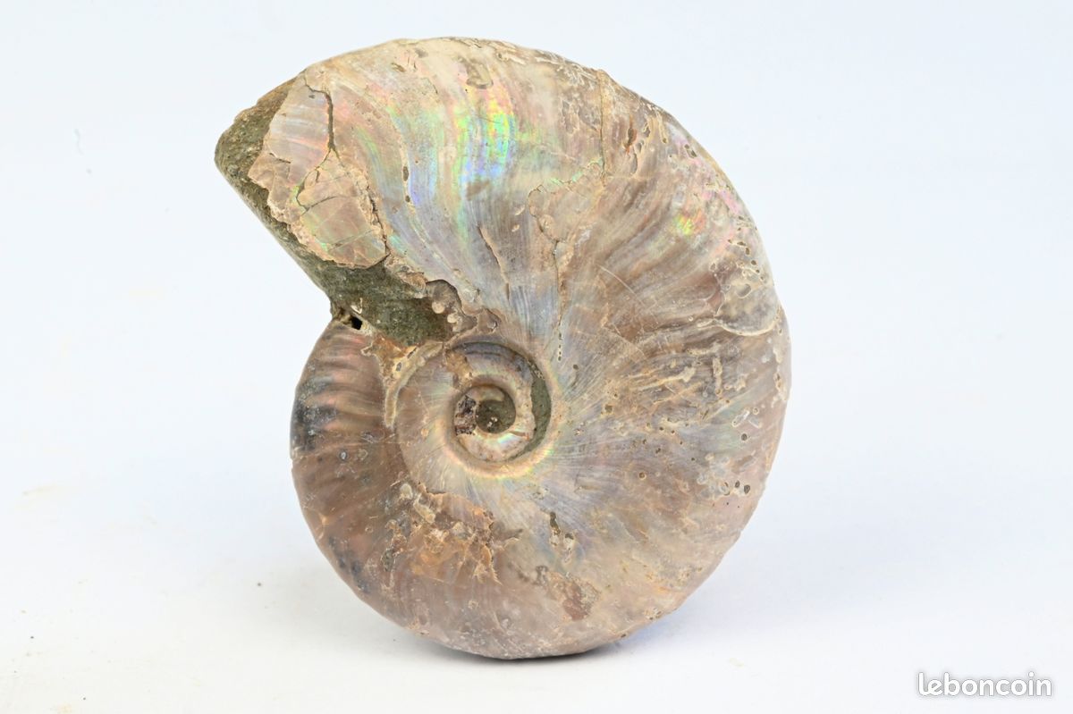 Ammonite nacrée du Madagascar et 55mm fossile collection opalisé (image 2)