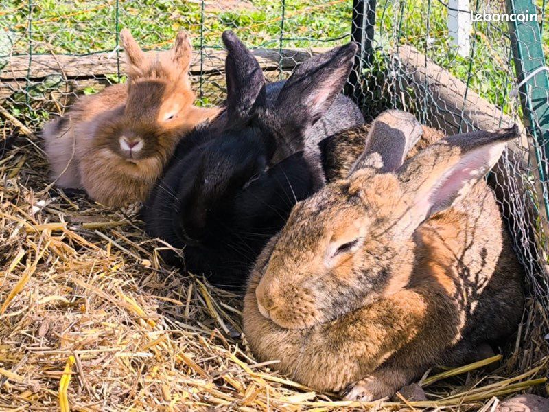 Récupère animaux de la ferme (image 3)