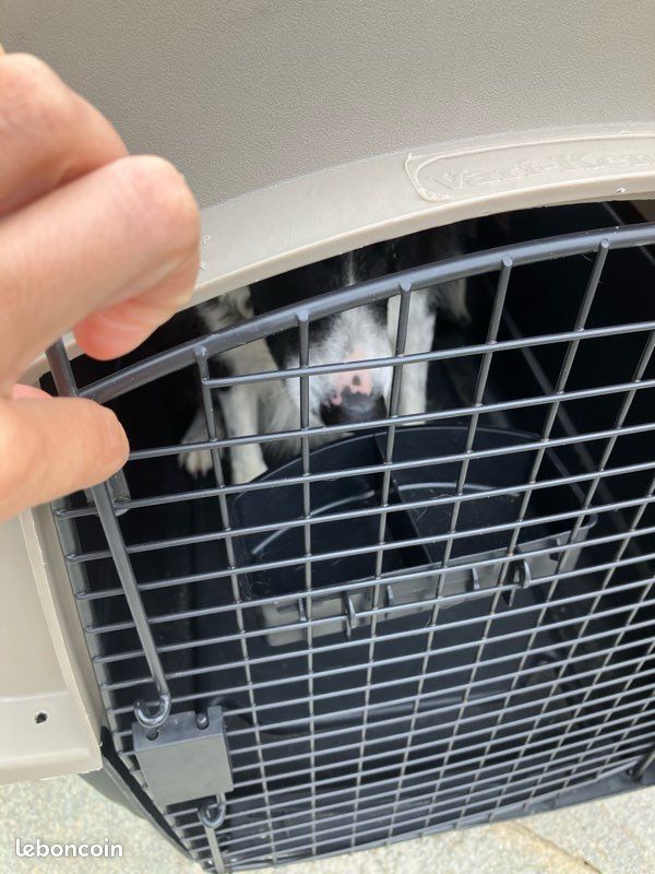 Caisse transport chien (image 7)