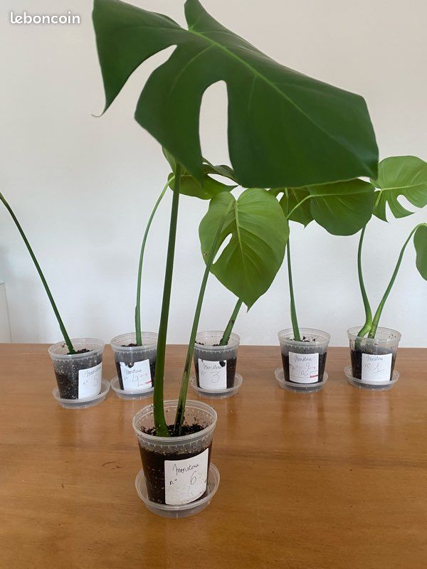 🌿✨ Bouture de Monstera – n•6✨🌿 (image 1)