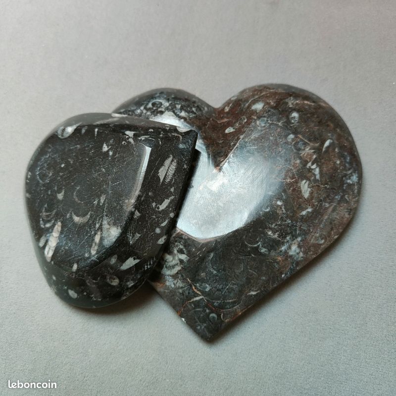 Coupe Orthoceras (fossile) (image 10)