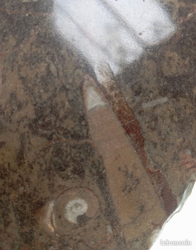 Ammonites et orthocéras : fossiles en plaque polie . 187 mm (image 6)