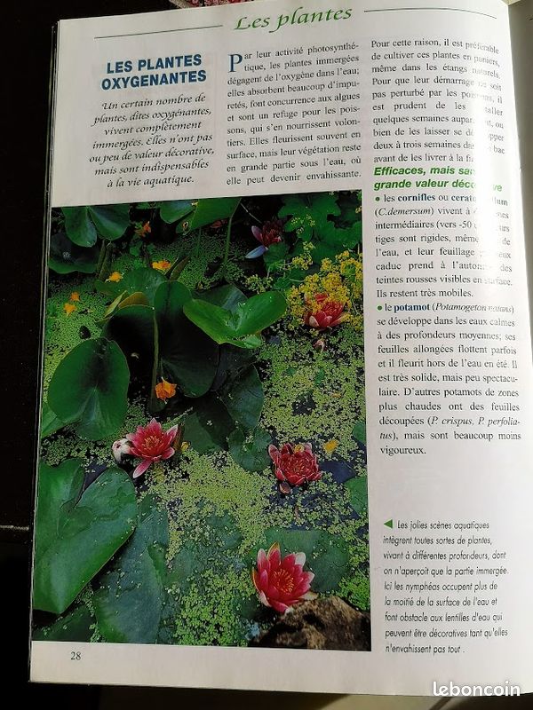 Réussir votre jardin aquatique (image 4)