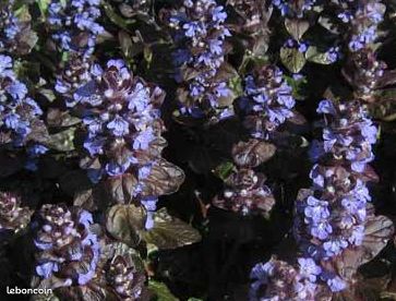 Ajuga Reptans Atropurpurea (image 2)