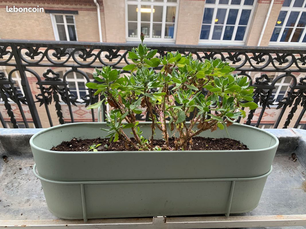 Jardinière/Balconier Pot Balcon Verte Menthe IKEA avec Plante Moyenne Taille Pâquerette Violette (image 2)