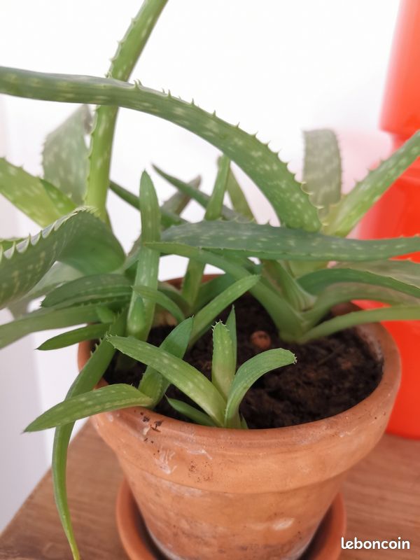 Bouture Aloe Vera - Jardin & Plantes