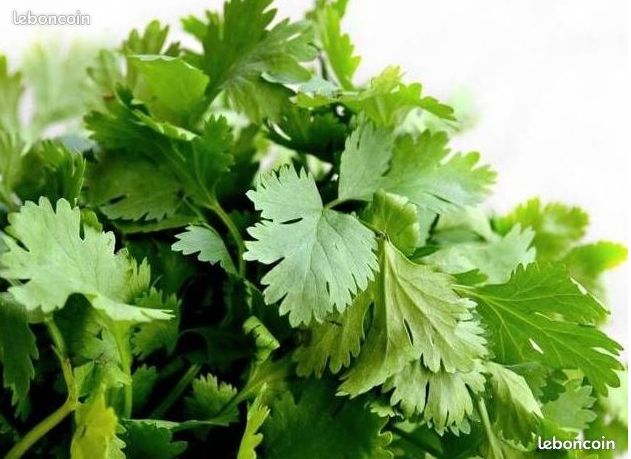 30 graines de Coriandre plante aromatique - graines reproductibles (image 1)
