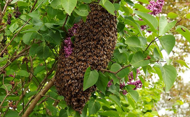 SOS essaims d'abeilles St-Rémy-de-Provence