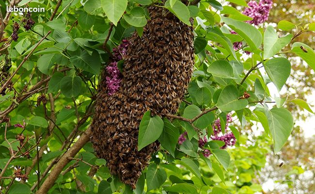 SOS essaims d'abeilles St-Rémy-de-Provence