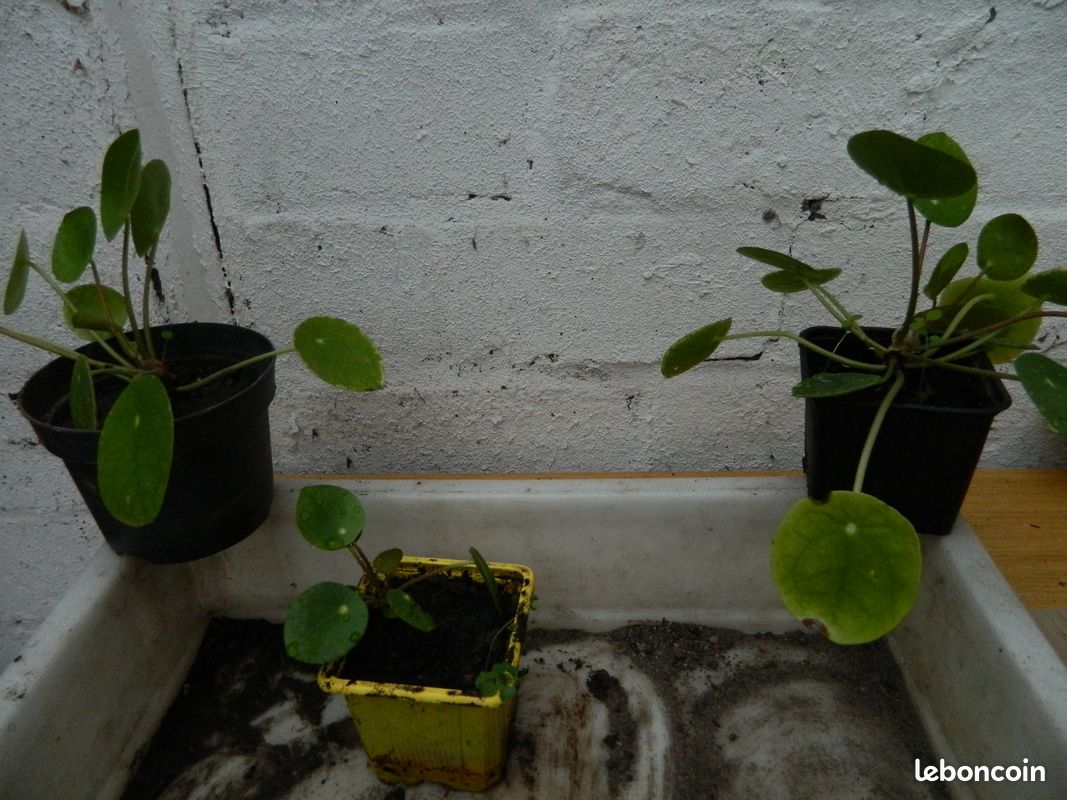 Plante d'intérieur (image 1)