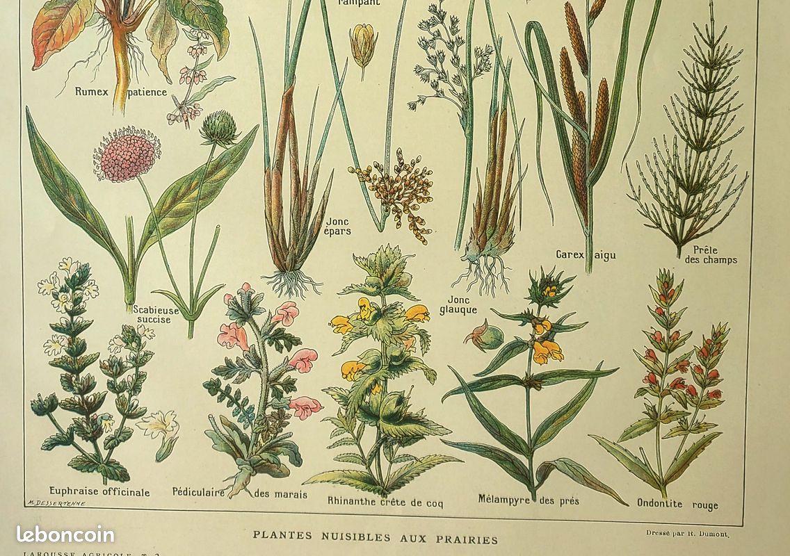 Planche botanique Plantes des prairies par Dessertenne 1921 (image 3)