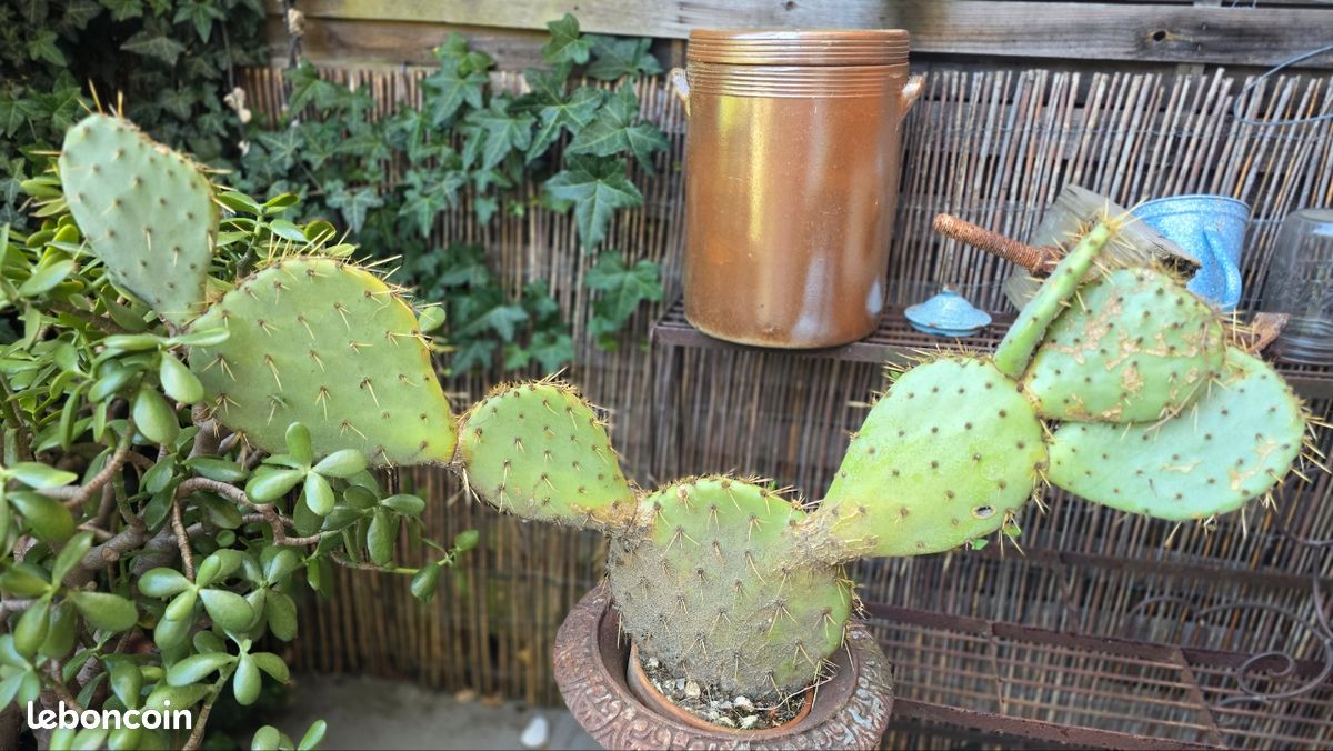 Cactus a rempoter - Jardin & Plantes