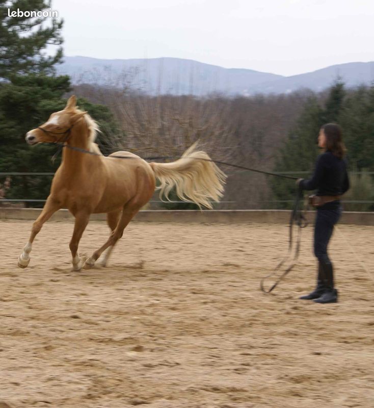 Equitation Monitrice indépendante (Dressage-Ethologie) (image 1)