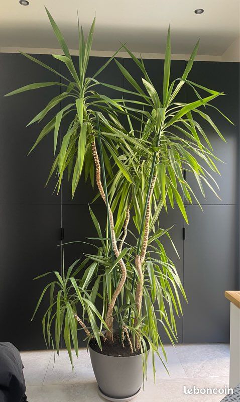 Yucca, grande plante (image 2)