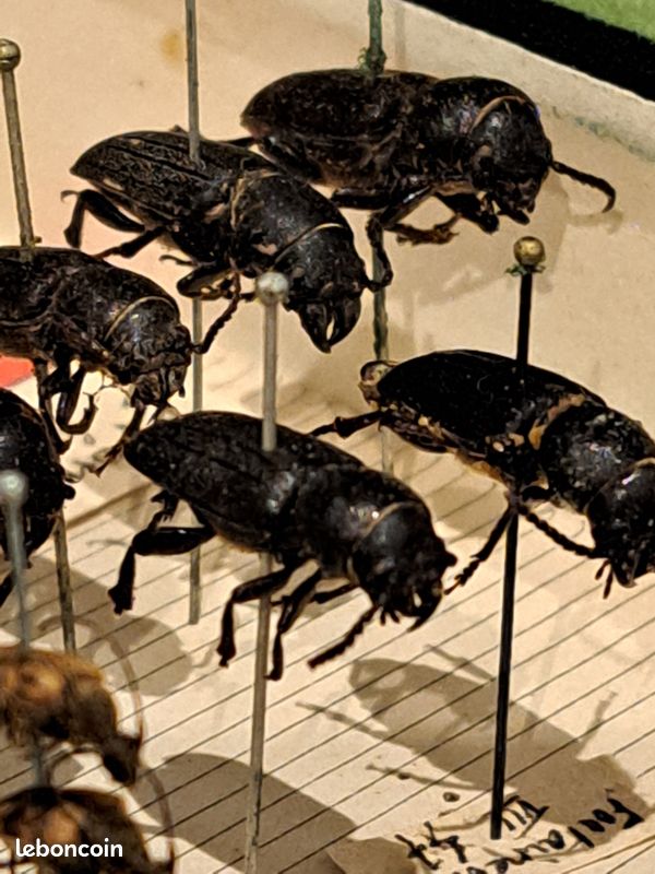 Boîte entomologique ancienne authentique de la maison Les Fils d’Émile Deyrolle, 46 rue du Bac, Paris (image 5)