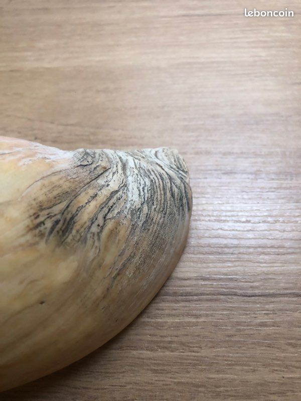 Coquillage (image 3)