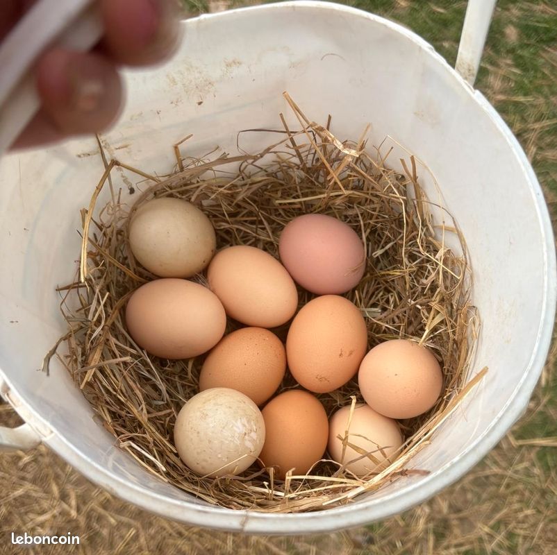 Oeufs poules (image 1)