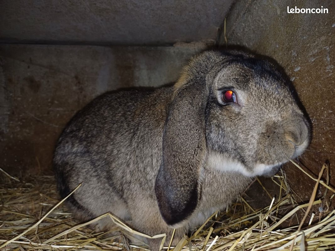Lapins géants (image 1)