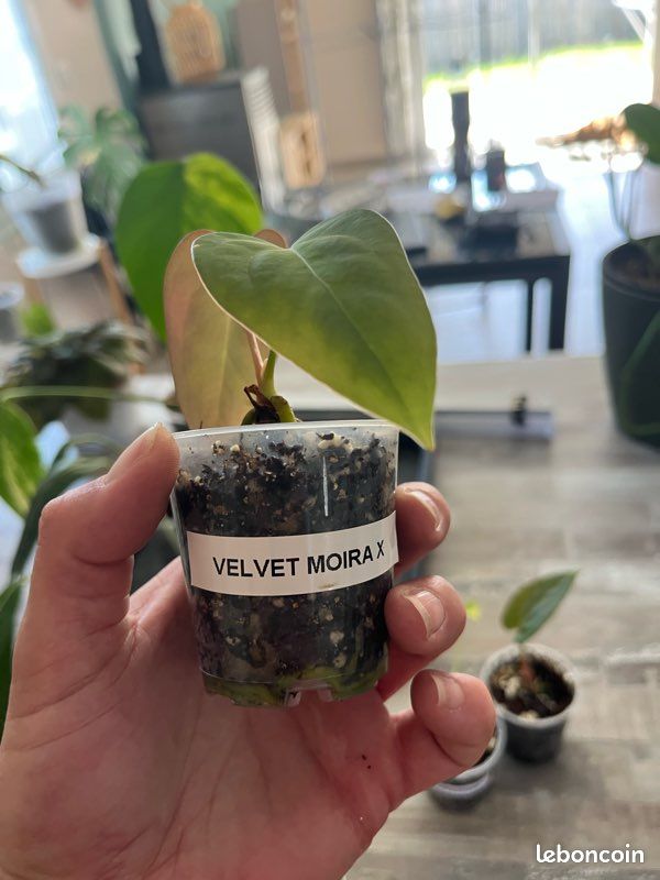 Anthurium Velvet Moira X - Jardin & Plantes
