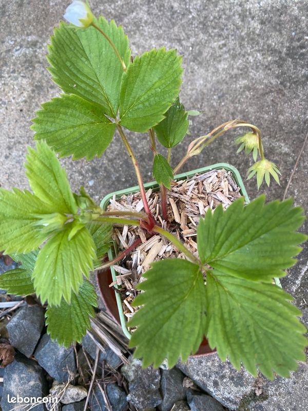 Pieds de framboisier en pot* pieds de fraisier (image 8)