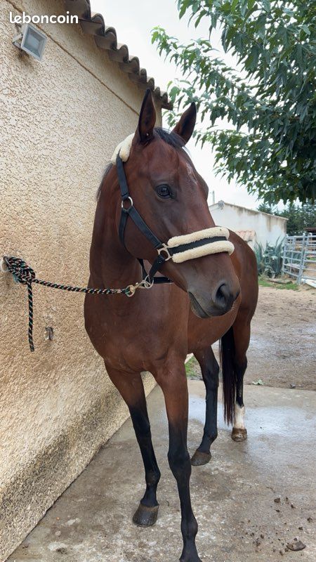 Cheval à vendre (image 2)