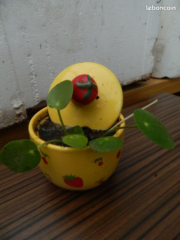Plante d'intérieur (image 5)