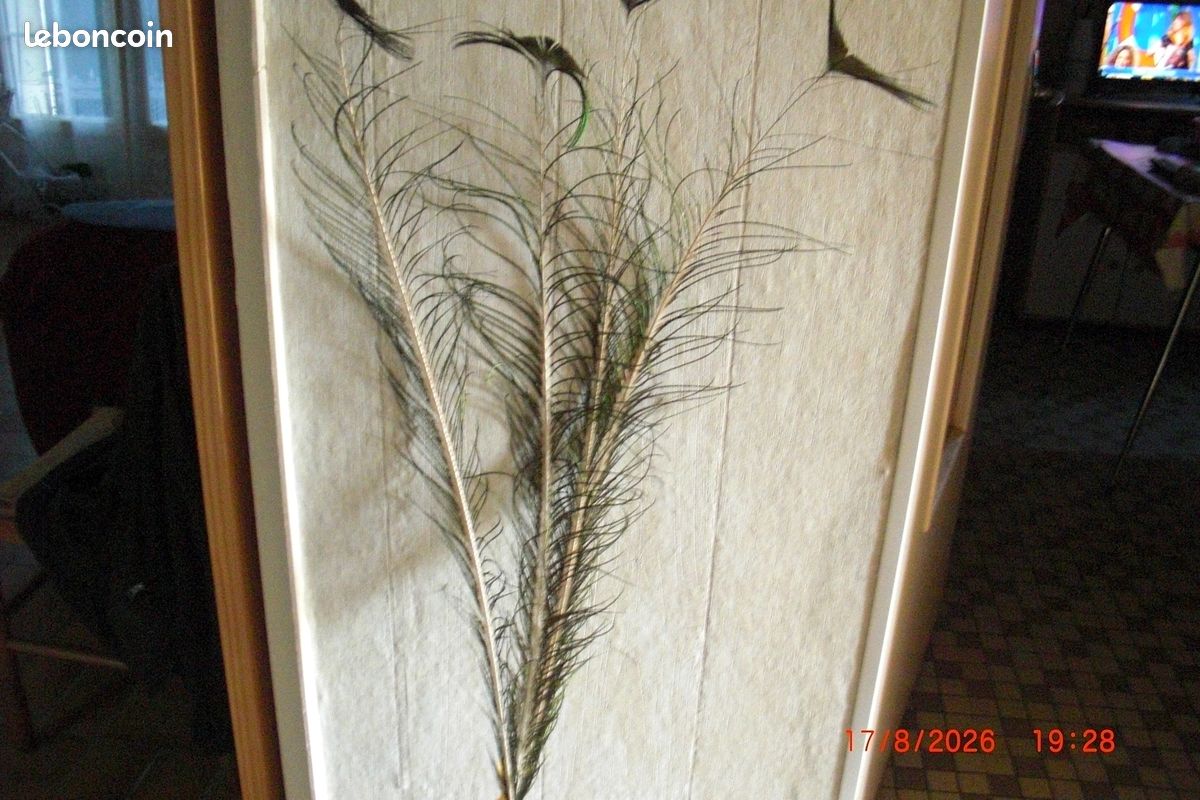4 Grandes plumes de paon (image 2)