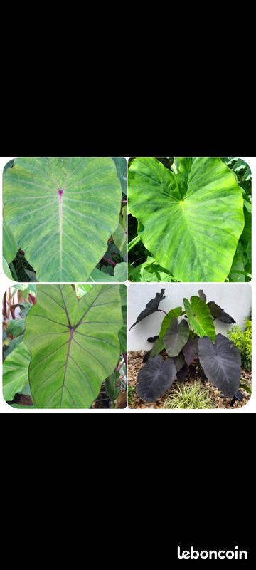 Plantes exotiques (image 3)