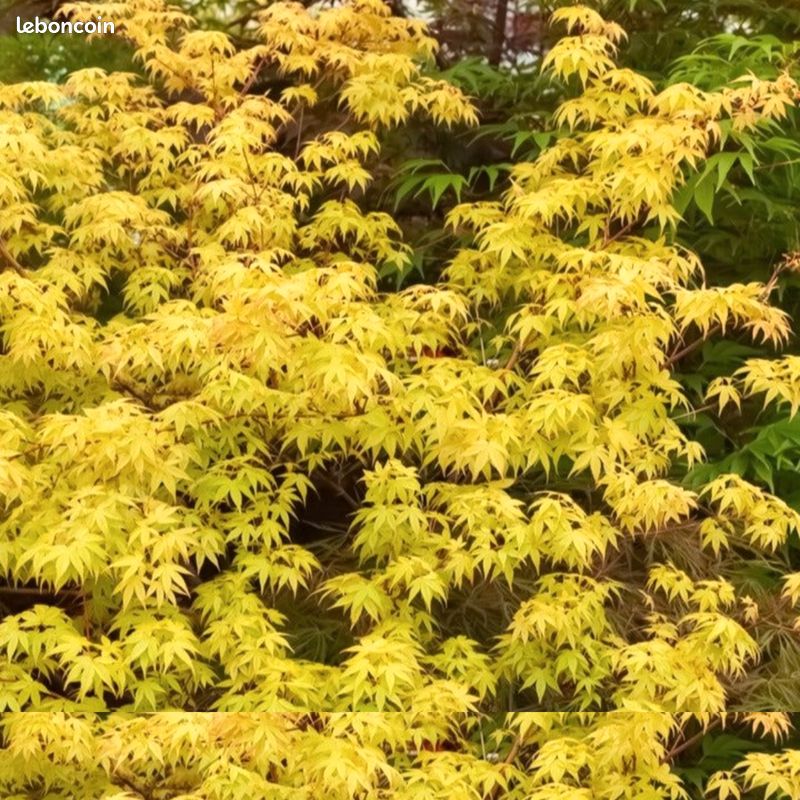 Acer palmatum 'Katsura' - hauteur 1m70 / largeur 1m80 (image 7)