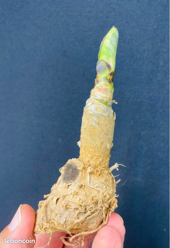 RARE Caudex Plante Serpent Sensevieria Kirkii "Blue Silver" (image 1)