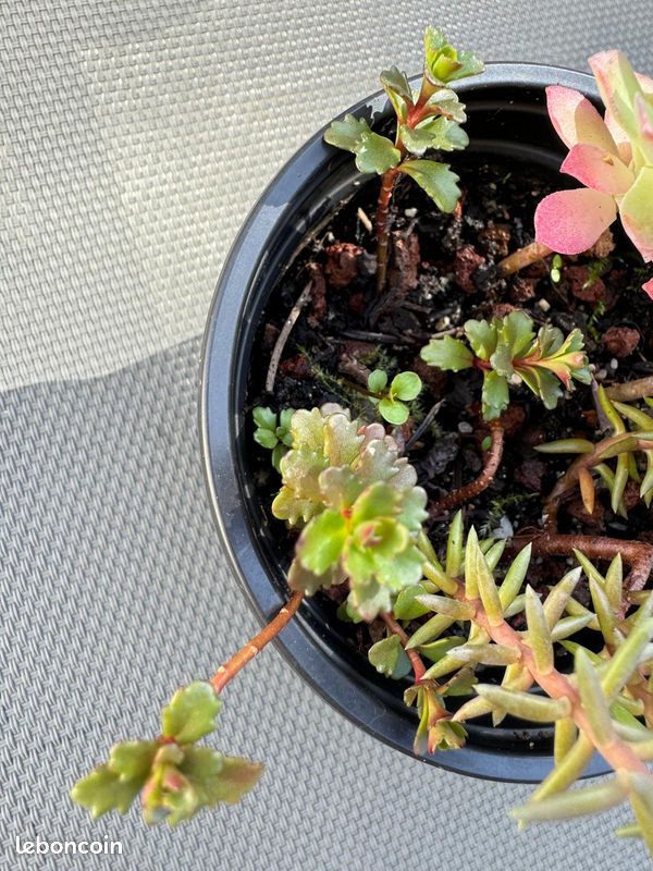 3 plantes grasses en pot (image 4)