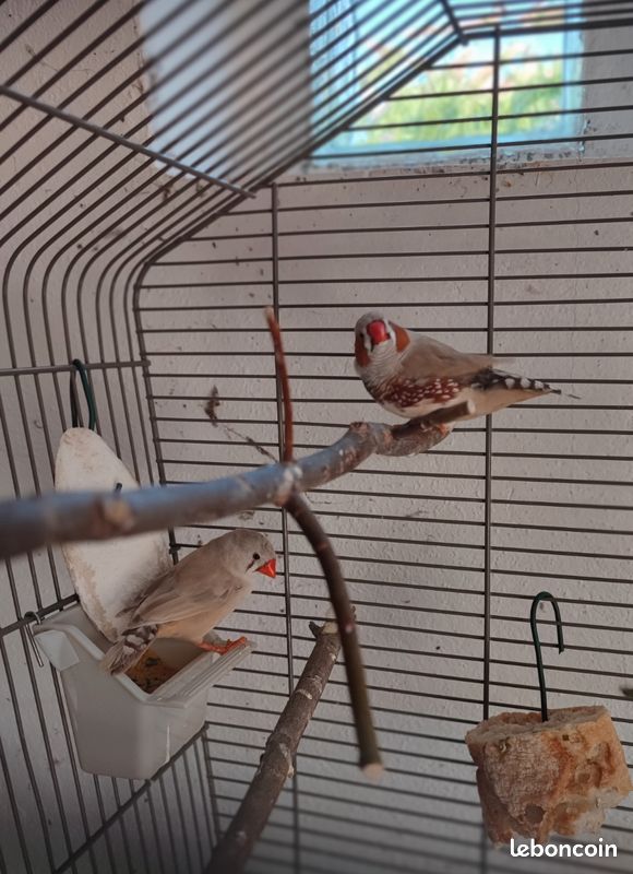 Couple mandarin (image 3)