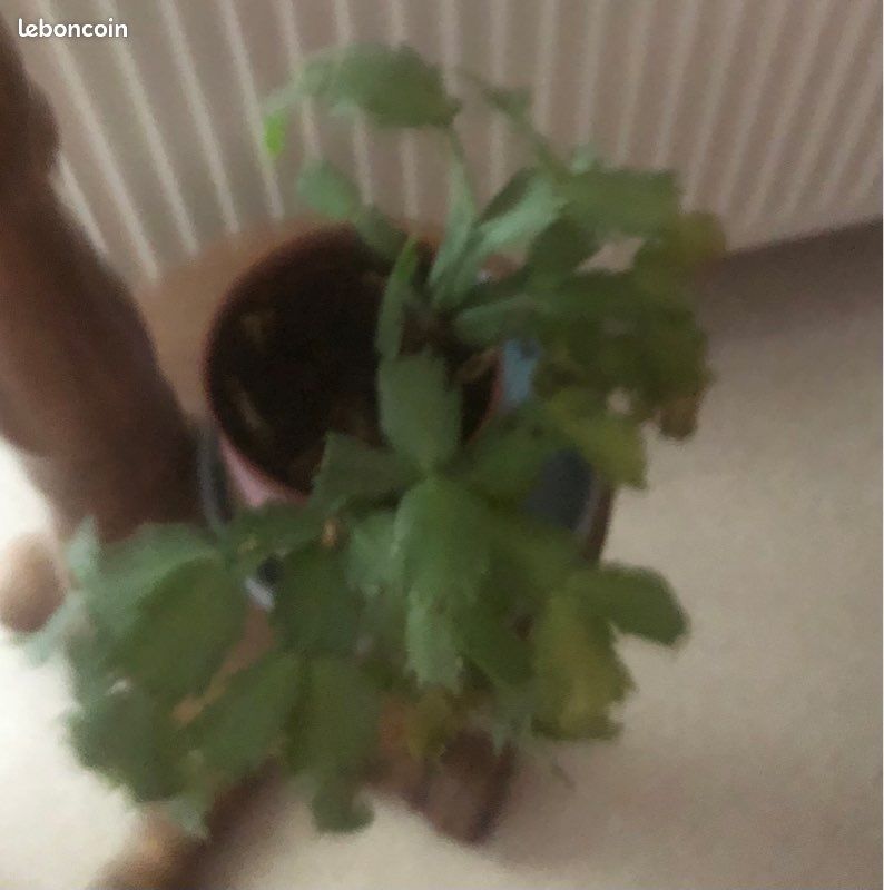 Cactus de Noël un grand et deux petits le lot (image 6)